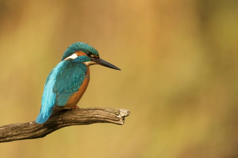 Kingfisher perched on wooden branch.