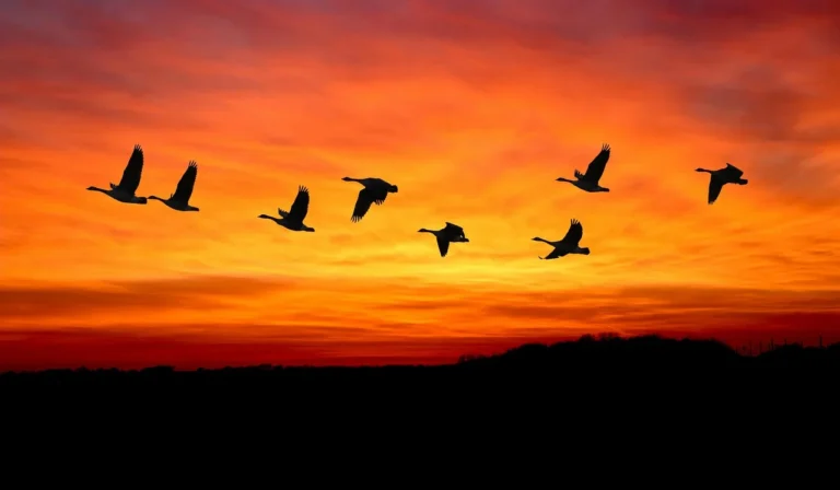 Birds flying at sunset.