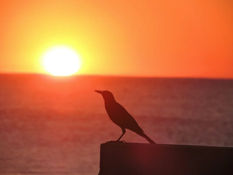 Silhouette of a bird perched on a ledge against a vibrant orange sunset over the ocean.