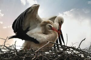 White Storks bonding in nest (Ciconia ciconia)