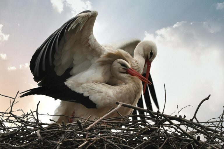 White Storks bonding in nest (Ciconia ciconia)