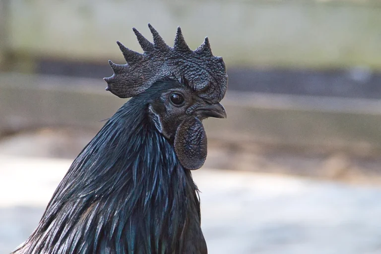 ayam cemani chicken