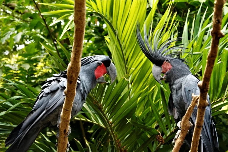 Black palm cockatoos perched on branches.